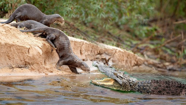 Bất ngờ với loài vật có vẻ ngoài thánh thiện nhưng lại khiến cá sấu và báo đốm bỏ chạy khi gặp