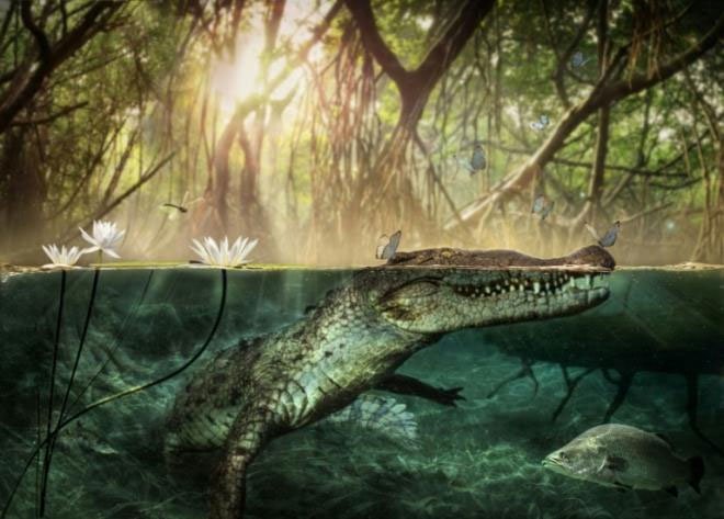 Bất ngờ với nguồn gốc châu Phi của cá sấu Mỹ