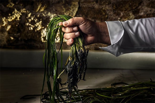 Bất ngờ với nguồn lương thực mới trong tương lai: Trồng cỏ biển lấy... gạo