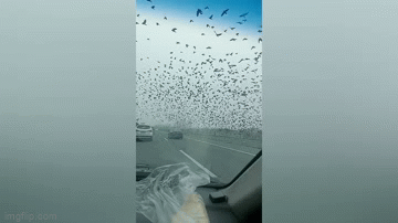 Bất ngờ xuất hiện đàn quạ khổng lồ bay lượn trên đường cao tốc