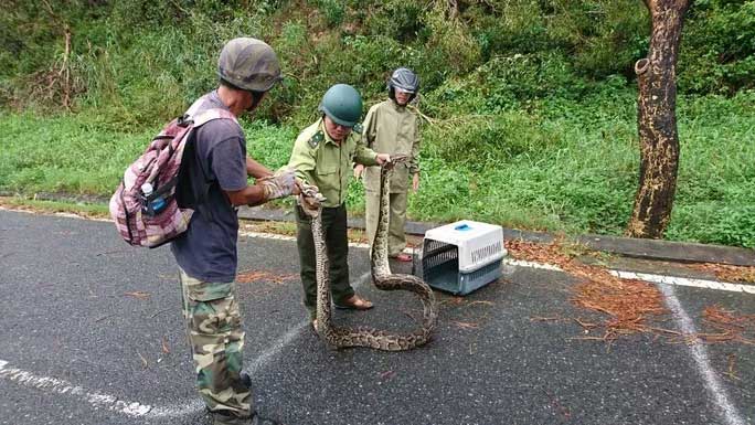 Bắt sống con trăn gấm dài hơn 4m đang quấn chặt một con khỉ tại bán đảo Sơn Trà