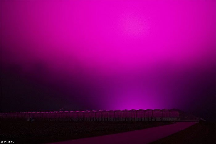 Bầu trời Thụy Điển bất ngờ chuyển sang màu tím lạ