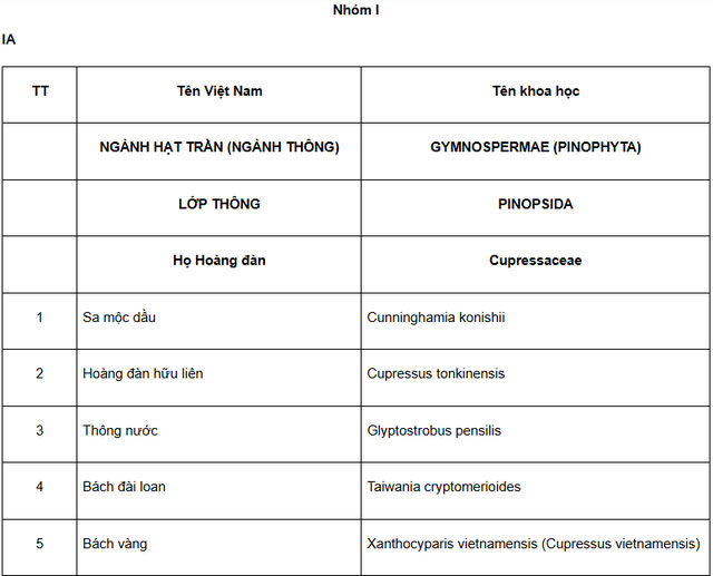 Báu vật của Bát Đại Sơn: Thế giới chỉ 2 nước có, Việt Nam sở hữu 1000 cây, gỗ có đặc tính vạn người mê!