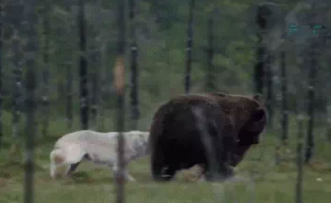 Bầy con bị đói, sói mẹ liều lĩnh cướp thức ăn của đàn gấu to lớn