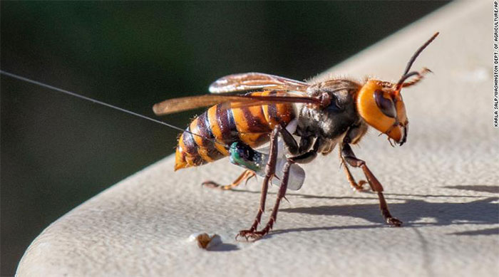 Bẫy tử thần có thể dụ hàng nghìn ong bắp cày sát thủ