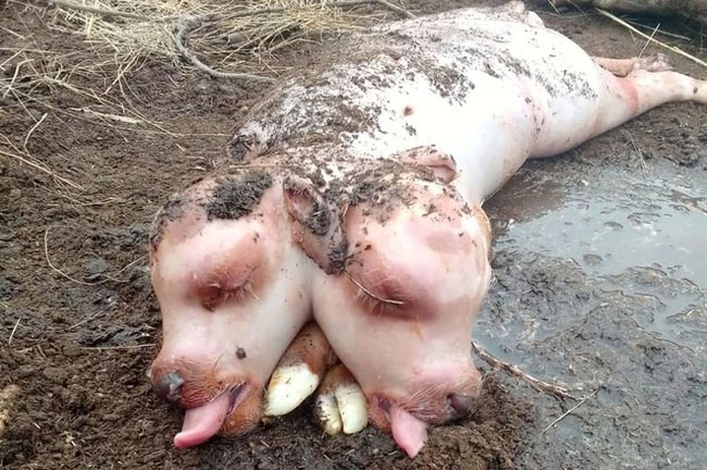 Bê 2 đầu với cơ thể lợn kỳ lạ được phát hiện ở Nga