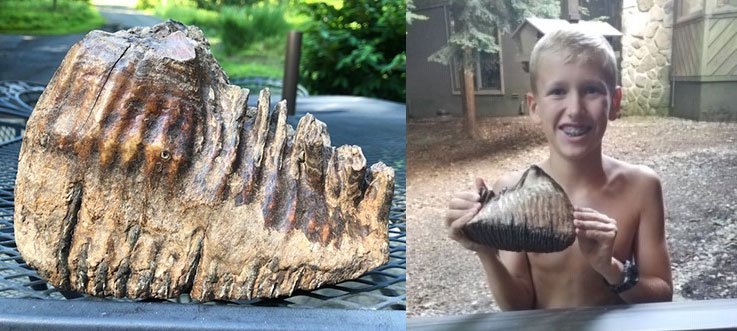 Bé trai 12 tuổi tìm thấy răng voi ma mút hóa thạch 10.000 năm