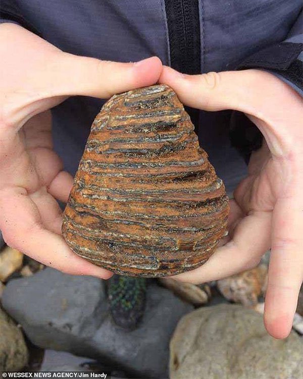 Bé trai 8 tuổi phát hiện hóa thạch sinh vật kỷ băng hà