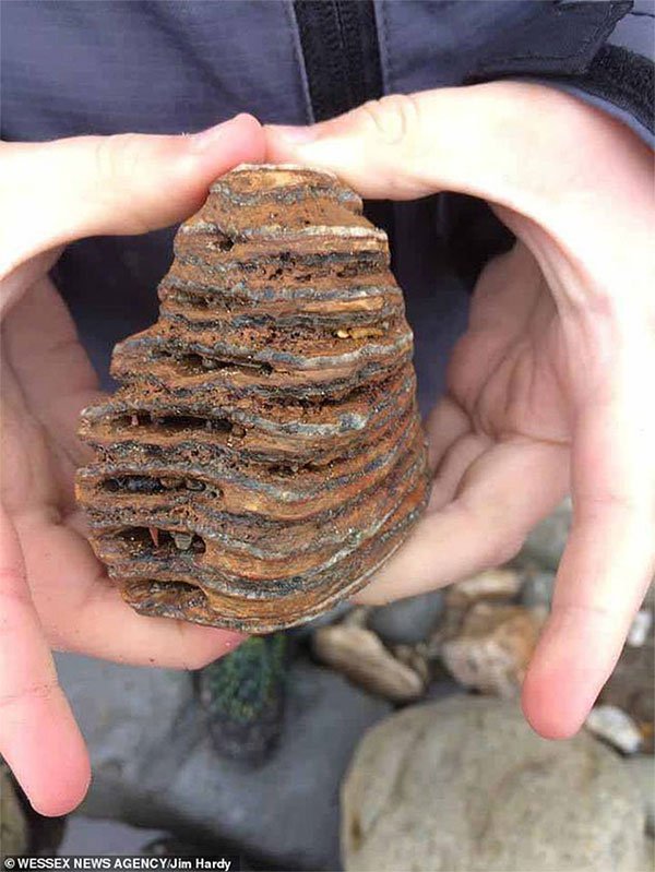 Bé trai 8 tuổi phát hiện hóa thạch sinh vật kỷ băng hà