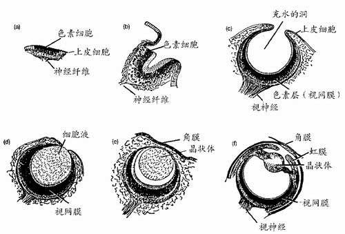 Bệnh mù màu có phải là một siêu năng lực đi kèm với sự đánh đổi?