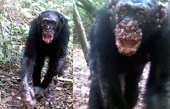 Bệnh phong lần đầu tiên được phát hiện trên loài tinh tinh hoang dã
