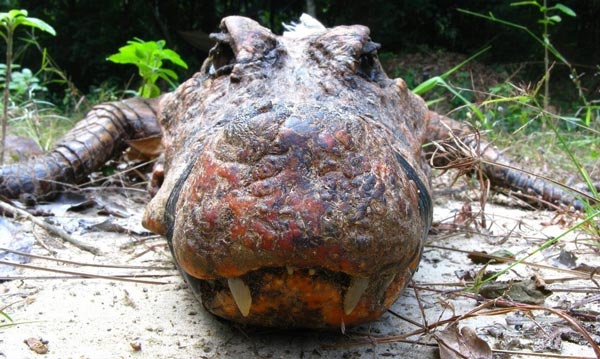 Bí ẩn cá sấu màu da cam, sống trong hang, ăn thịt dơi