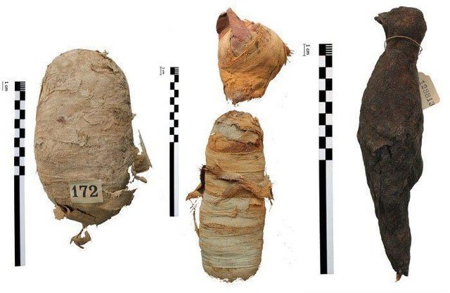 Bí ẩn các xác ướp động vật Ai Cập cổ đại