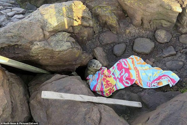 Bí ẩn đằng sau khuôn mặt ngơ ngác của chú hải cẩu con đang thò đầu qua khe đá