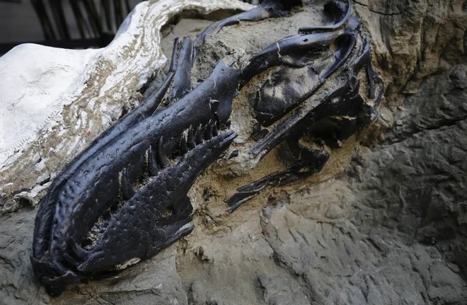 Bí ẩn hai chú khủng long mắc kẹt trong hoá thạch sau cuộc chiến sinh tử làm đau đầu các nhà khoa học