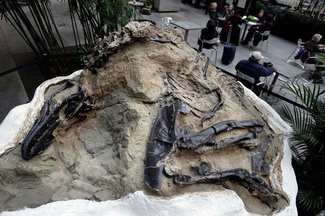 Bí ẩn hai chú khủng long mắc kẹt trong hoá thạch sau cuộc chiến sinh tử làm đau đầu các nhà khoa học