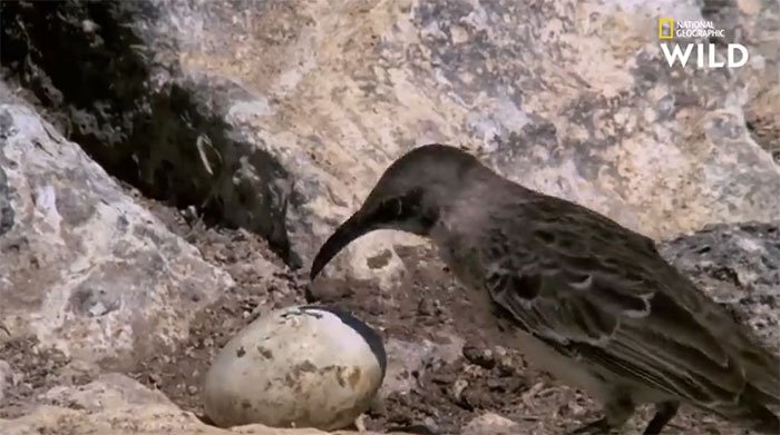 Bí ẩn loài chim hút máu ở đảo Galaparos
