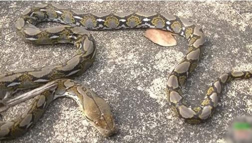Bí ẩn loài rắn sát thủ khổng lồ Nưa 9 lỗ mũi cực độc ở Việt Nam