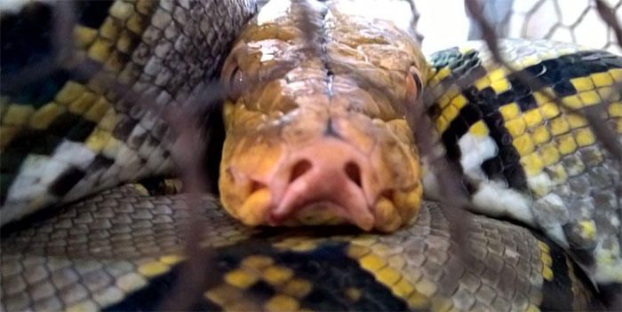 Bí ẩn loài rắn sát thủ khổng lồ Nưa 9 lỗ mũi cực độc ở Việt Nam