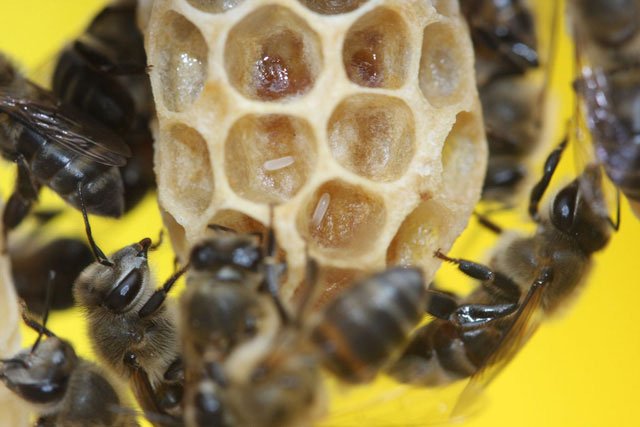 Bí ẩn sinh học ở loài ong mật Nam Phi