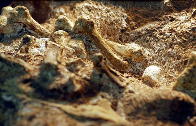 Bí ẩn sinh vật 2 triệu tuổi mang bàn tay của con người