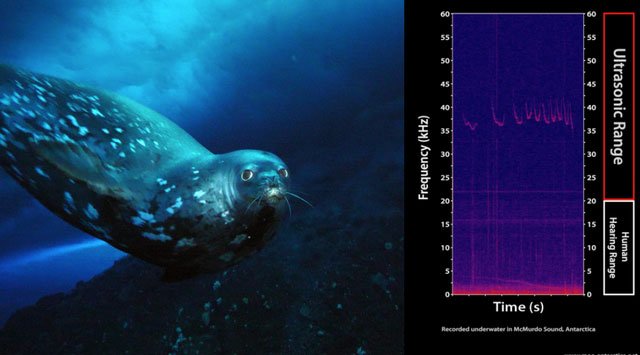 Bí ẩn tiếng ồn siêu âm của hải cẩu tạo dưới nước chưa có lời giải