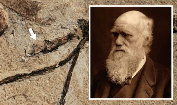 Bí ẩn từng khiến Charles Darwin đau đầu được giải mã sau 140 năm