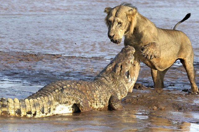 Bí ẩn về cuộc chiến ngàn năm giành quyền bá chủ của cá sấu và sư tử cuối cùng cũng được hé lộ!