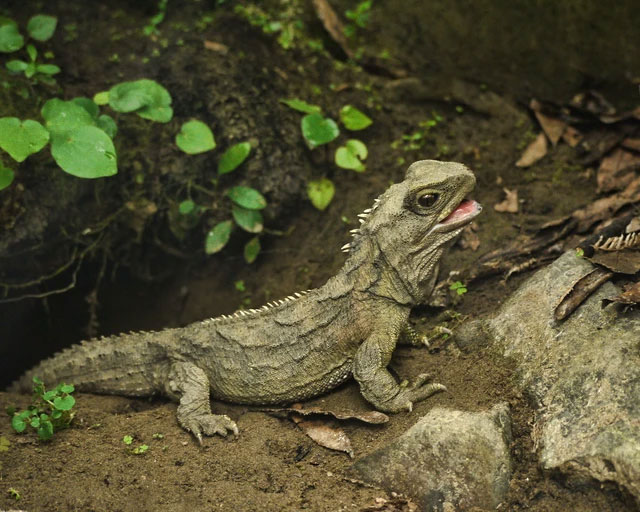 Bí ẩn về loài Tuatara: Chứng nhân sống sót từ thời kỳ khủng long sở hữu con mắt thứ ba