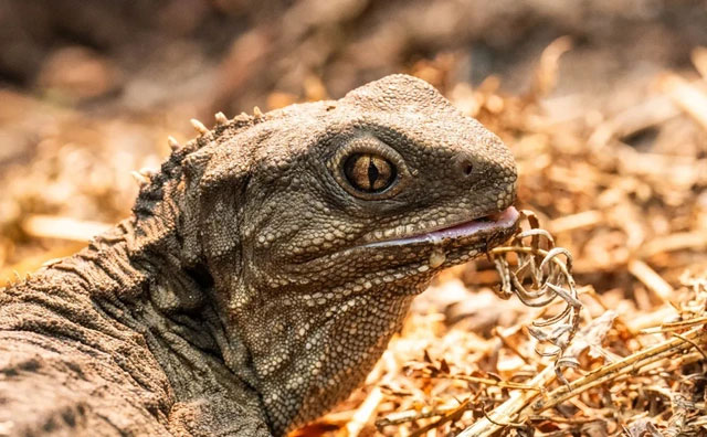 Bí ẩn về loài Tuatara: Chứng nhân sống sót từ thời kỳ khủng long sở hữu con mắt thứ ba