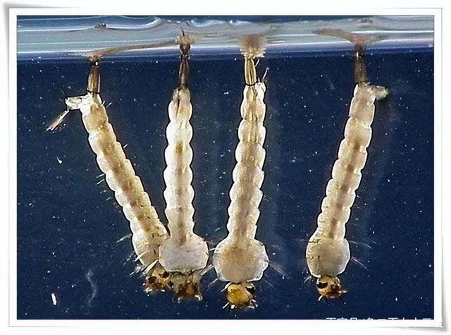 Bí ẩn về những ấu trùng muỗi đột biến gene để có thể sống sót trong nước mặn!