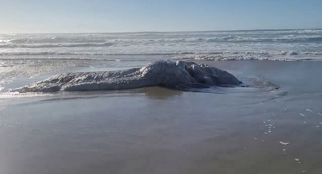 Bí ẩn về những xác quái vật đầy lông lá trôi dạt vào bãi biển