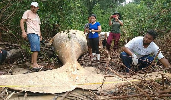 Bí ẩn xác cá voi khổng lồ tìm thấy trong rừng rậm Brazil