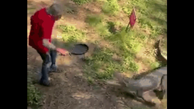 Bị cá sấu tấn công, người đàn ông cầm chảo đập thẳng mặt con vật không trượt phát nào