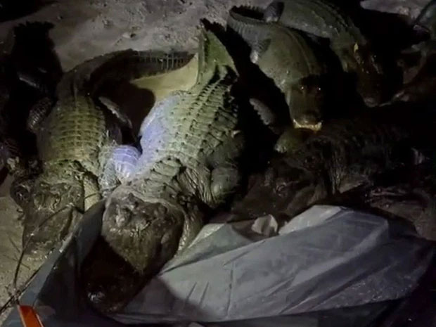 Bị đàn cá sấu phục kích khu cắm trại lúc nửa đêm, nhóm phượt thủ rơi vào tình huống sợ mất mật