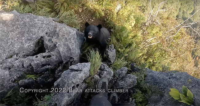 Bị gấu tấn công khi đang leo núi, người đàn ông may mắn thoát khỏi tử thần