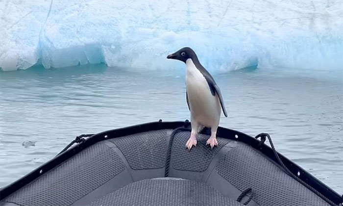 Bị hải cẩu báo truy đuổi, chim cánh cụt vội vàng nhảy lên thuyền của du khách để trốn