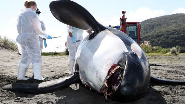 Bi kịch của cá heo châu Âu: Môi trường sống ô nhiễm, nồng độ thủy ngân cao kỷ lục