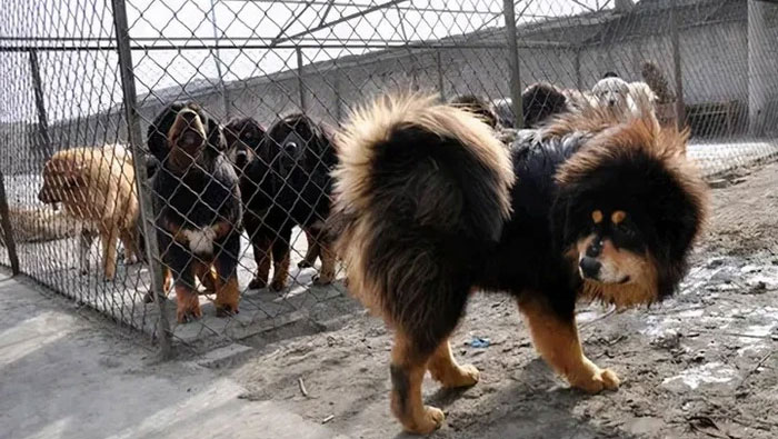 Bi kịch của những con chó ngao Tây Tạng