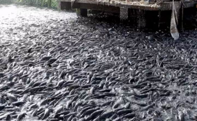 Bí kíp khiến hàng triệu con cá thi nhau lao về phía bờ ao