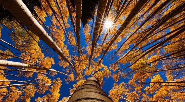 Bí mật 1.000 năm hoạt động của Mặt trời ẩn giấu trong các cây trên Trái đất