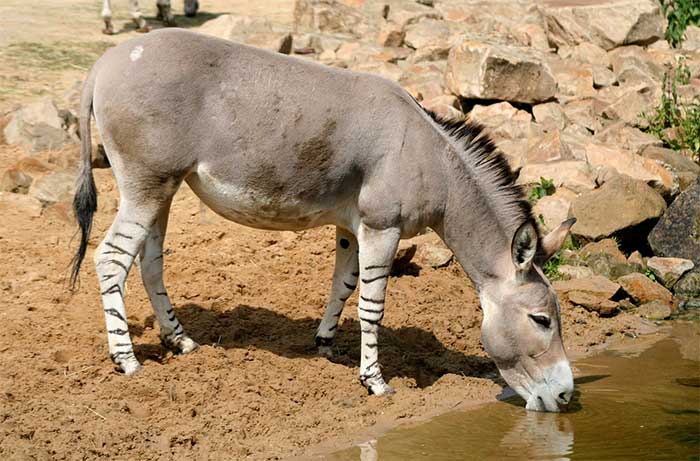 Bí mật của loài lừa hoang châu Phi có chân ngựa vằn