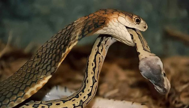 Bí mật của loài rắn duy nhất có thể xây tổ và cũng là loài khôn ngoan nhất trong các loài rắn!