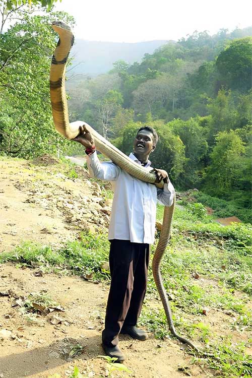 Bí mật của loài rắn duy nhất có thể xây tổ và cũng là loài khôn ngoan nhất trong các loài rắn!