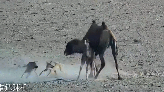 Bị sói dữ tấn công suốt 4 tiếng, lạc đà mẹ căng mình bảo vệ con