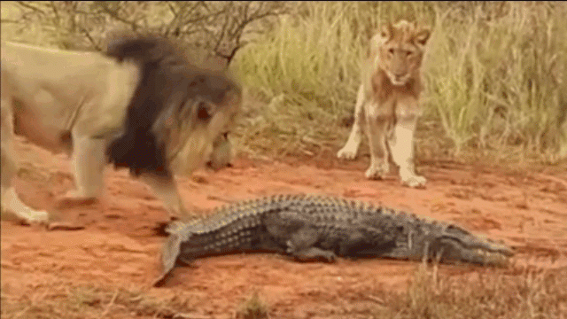Bị sư tử tấn công, cá sấu bình tĩnh dùng chiêu độc ứng phó