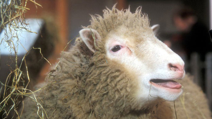 Biến da người phụ nữ 53 thành 23 tuổi nhờ kỹ thuật nhân bản cừu Dolly