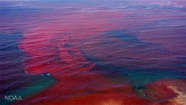 Biển Đỏ có thực sự là màu đỏ như tên gọi?
