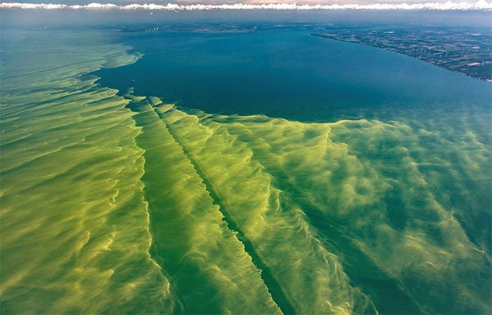 Biến đổi khí hậu: Hồ núi tại Mỹ chuyển màu do tảo diệp lục xâm lấn