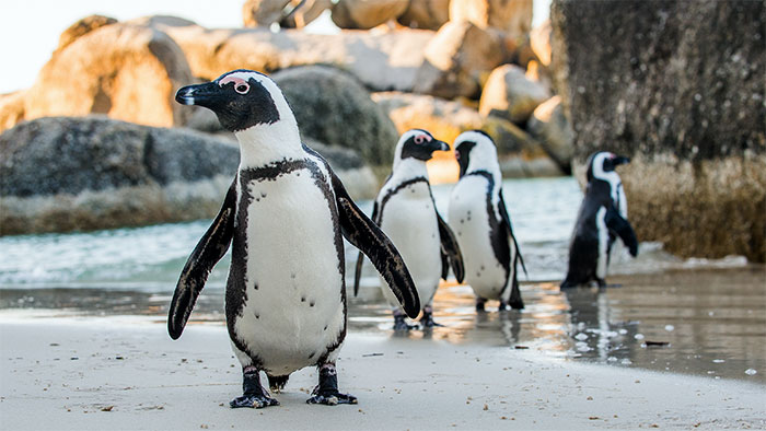 Biến đổi khí hậu khiến chim cánh cụt châu Phi không còn chỗ ở